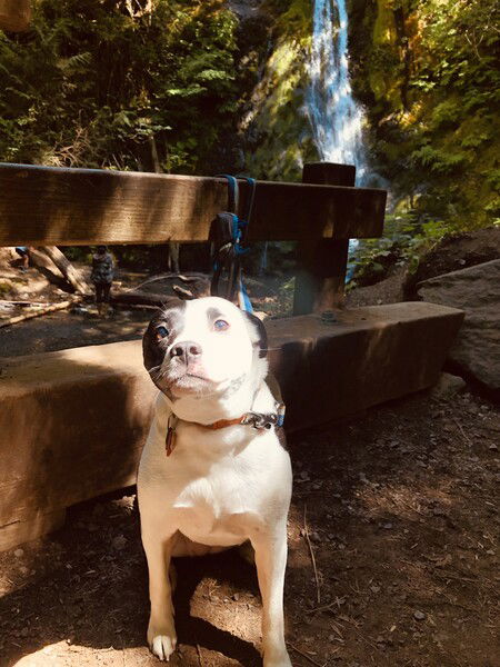 A small black and white dog stares upward and is bathed in light in an angelic way with a waterfall cascading down moss and fern covered rocks behind her