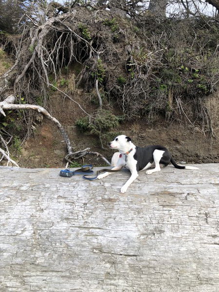 A small black and white dog lies on a huge beached tree trunk (it's seriously 4 times wider than she is tall) hanging on for dear life with a tangle of tree roots above and behind her