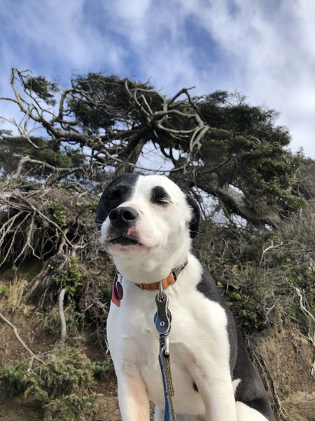 A small black and white dog sits in front of the camera with her eyes closed and tangled tree roots, a blue sky, and puffy white clouds over her