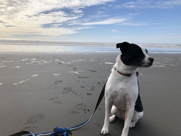 A small black and white dog sits in the sand on a wide beach with the Pacific Ocean, a blue sky, and a blanket of white and gray clouds behind her