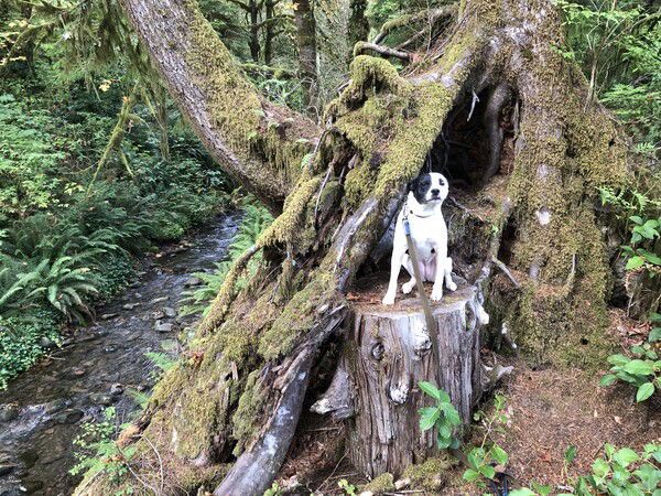 A small black and white dog sits on a cut tree stump completely surrounded by moss-covered trees and ferns. There's a stream running along the left side of the photo