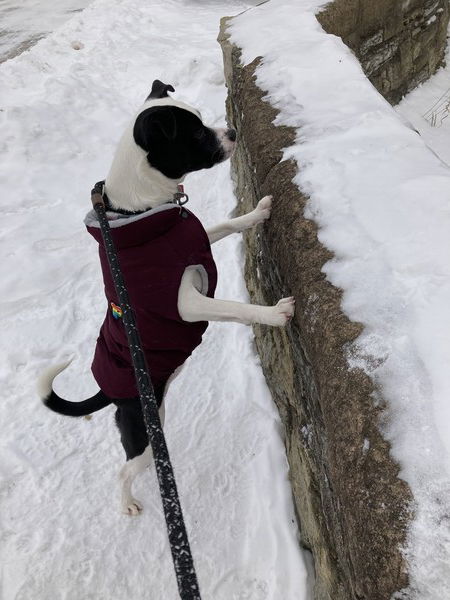 A small black and white dog wearing a purple puffer coat stands on her hind legs with her front legs pressed against a stone wall that she's looking over and is covered with snow, with snow all over the ground beneath her