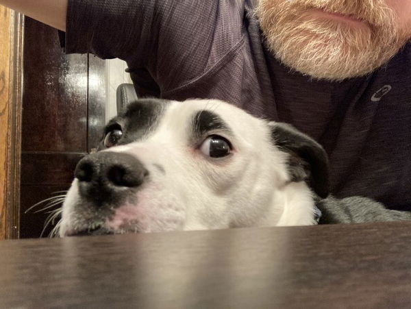 A small black and white dog peers over the edge of a table, looking upward and looking startled or skeptical. A man stands behind her, but only his shirt and his reddish graying beard are visible.