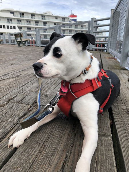 A small black and white dog wearing a red harness lies on a wooden deck looking alert and focused, with a gray railing behind her and 4 decks of a cruise ship visible beyond the railing