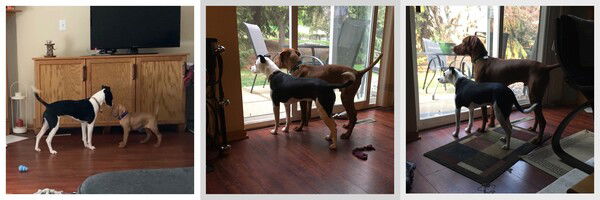 Panel 1 of 3: A small black and white dog (Jinx) stands in front of a reddish puppy (Fitz) whose head doesn't even reach Jinx's nose. Panel 2 of 3: Jinx looks through a glass door while Fitz stands next to her, slightly taller than Jinx. Panel 3 of 3: Fitz is now 1.5 times as big as Jinx, towering over her while they both look out the same glass door.