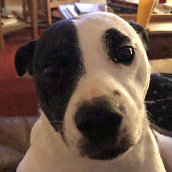 Just the face of a small black and white dog looking so, so puppy dog sad 