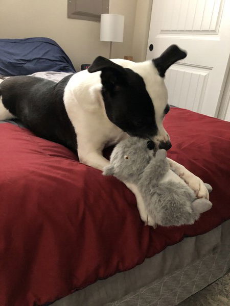 A small black and white dog lies on a bed covered with a blue, gray, and red cover, holding in her paws a gray squirrel toy that's as big as her head. Her ears are pointed up showing she's alert