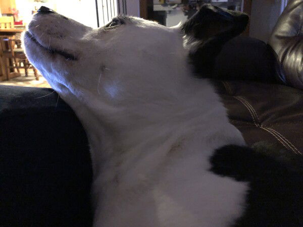 A small black and white dog leans against a man’s leg and looks up and away from the camera