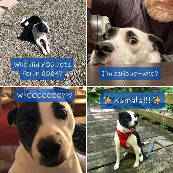 4 panels:
#1.  Side eye from a small black and white dog (Jinx) - 'Who did YOU vote for in 2024?' 
#2.  A scared look from Jinx - 'I'm serious—who?'
#3. Jinx looking so sad - 'WHOOOOOOO???'
#4. Jinx happier than ever before - 'Kamala!!!'