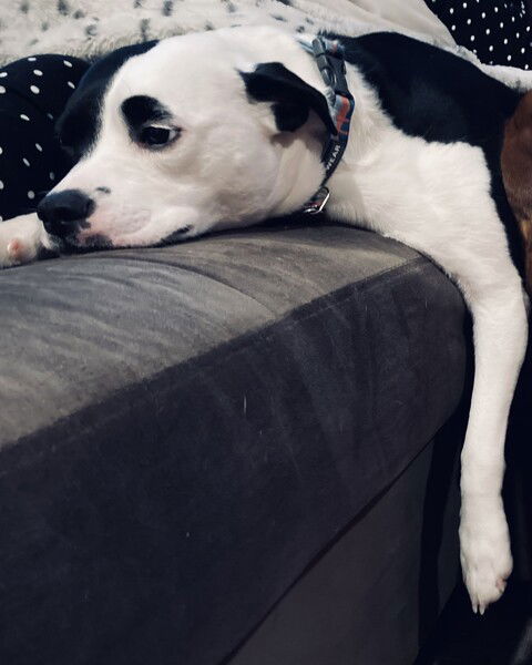 A small black and white dog lies on a couch with her chin flat to the cushion, one leg hanging down the side and the saddest expression you’ve ever seen on a dog’s face