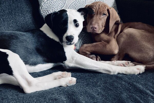 A small black and white dog (Jinx) and a small reddish dog (Fitz) share a space on a blue sofa, leaning against a white pillow, both looking directly at the viewer. Jinx seems surprised and Fitz seems bored