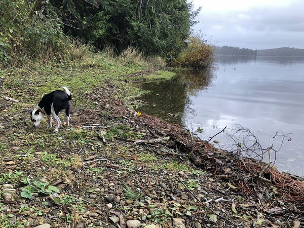 A small black and white dog sniffing in the moss and grass along the shore of a blue-gray lake under a cloudy sky