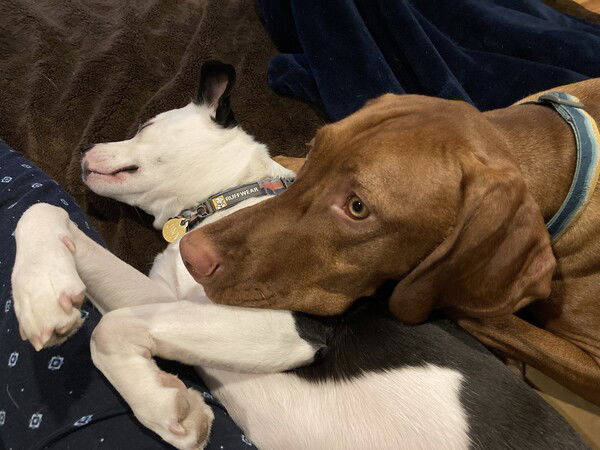 A small black and white dog lies on her side while a large reddish dog covers about a third of her body by laying his chin directly on her shoulder