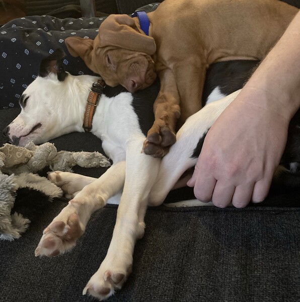 A small black and white dog lies on her side while a tiny reddish puppy lies on his side directly on her back, with a man’s arm and hand visible holding the two