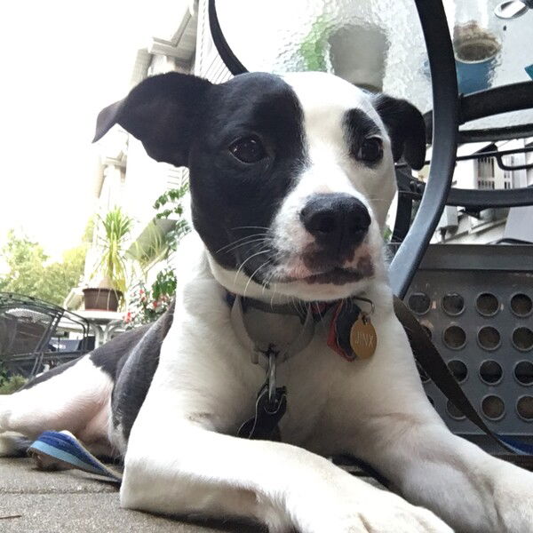 A small black and white dog lies on a patio under a table with a glass top. Her ears are partially up, and she stares into the distance