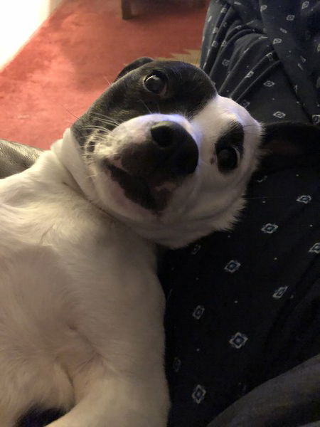 A small black and white dog lies on her back on a couch next  to a man’s leg and gives a wide eyed, pleading look