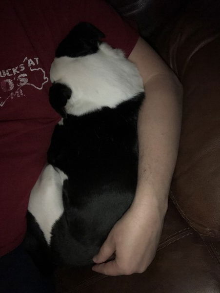 A small black and white dog has buried her snout into the chest of a man wearing a red shirt and is cradled by his arm
