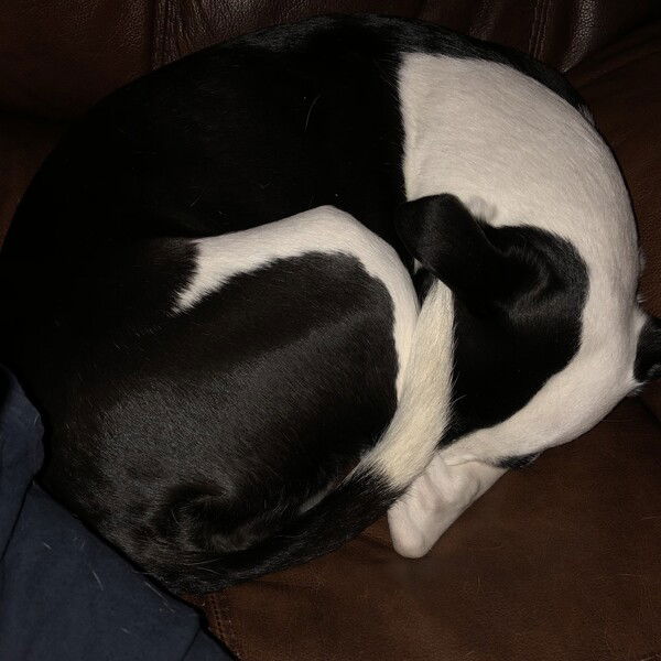 A small black and white dog lies on a brown leather couch curled into a tight circle with one paw under her left eye and her tail covering her right eye