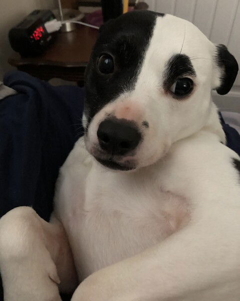 A small black and white dog lies on her side and stares directly at you with super wide eyes