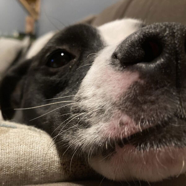 An extreme closeup of a small black and white dog's face, showing half her nose, one eye, and one ear