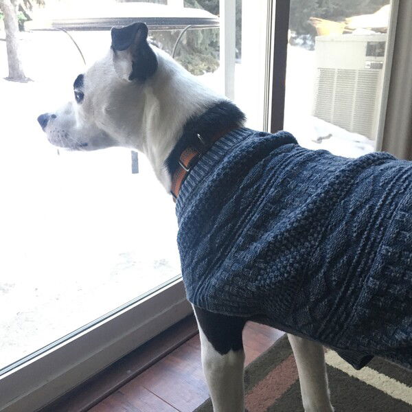 A small black and white dog stares at the snow through a sliding glass door while wearing an orange collar and a blue sweater that covers her torso