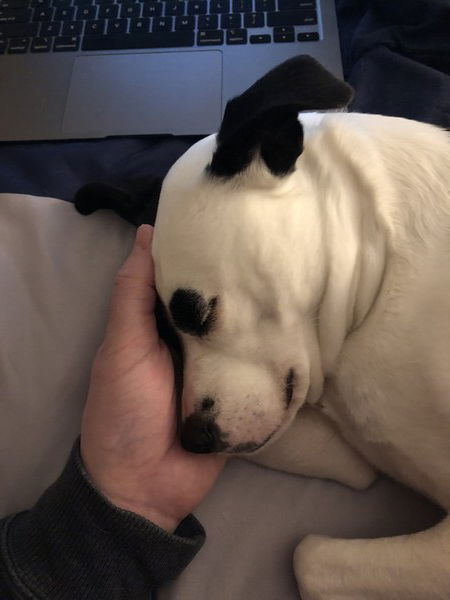A small black and white dog rests her head in a man’s hand, asleep