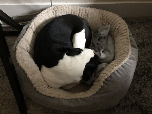 A small black and white dog lies curled inside a gray and cream dog bed with a gray striped blanket bunched next to her, her face down and nose buried in the blanket
