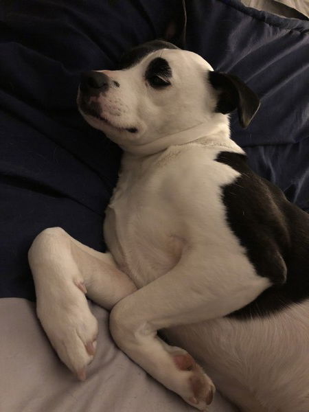 A small black and white dog sprawls on a bed  on her side with her front paws taking up a little bit of extra space