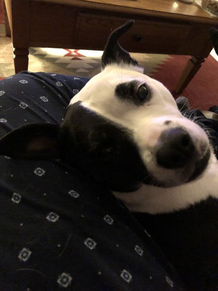 A small black and white dog lies on her back and looks over her shoulder with a sort of disappointed look on her face