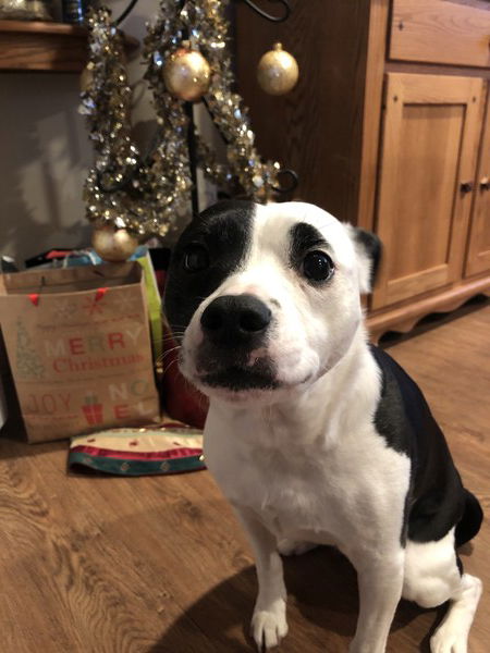 A small black and white dog stands in front of a modest Christmas tree with her ears back looking like she’d rather be anywhere else