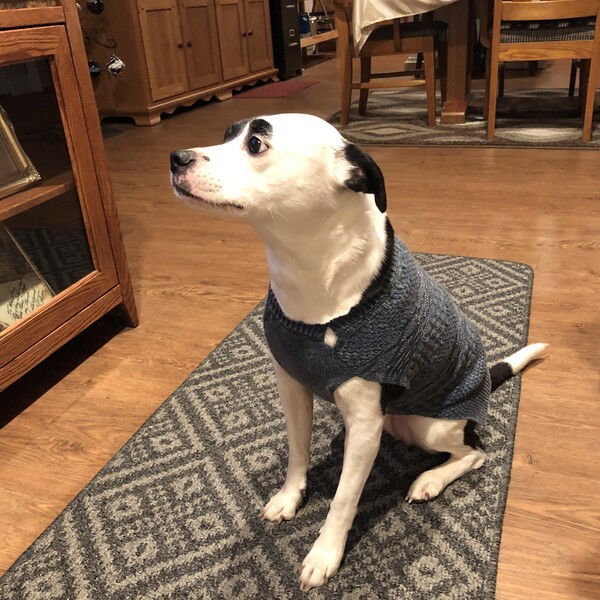 A small black and white dog sits on a rug on a wood floor, in front of a cabinet with glass doors, wearing a blue sweater and looking away from the camera with a mildly anxious expression on her face