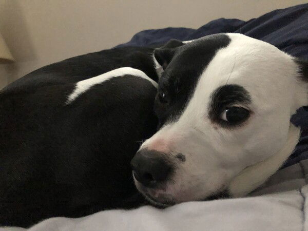 A small black and white dog lies curled tightly on a gray blanket, her lower body on the left and her face on the right looking straight at the camera after being awoken