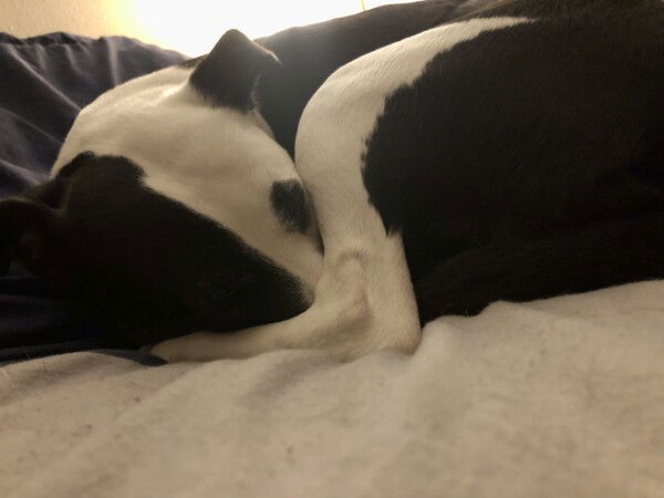 A small black and white dog is curled into a tight bundle on a bed with the ankle of her back leg covering her nose