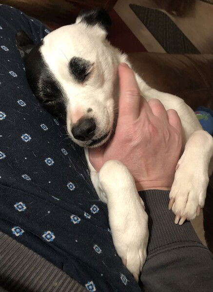 A small black and white dog lies on a couch leaning her head against a man’s leg and places her two front paws on his arm while he scratches her chin and neck