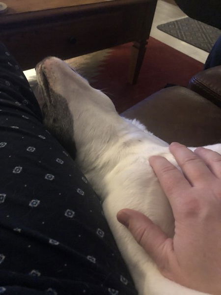 A small black and white dog lies on her back on a couch next to a man’s leg with her chin totally exposed , and the man’s hand is resting on her chest
