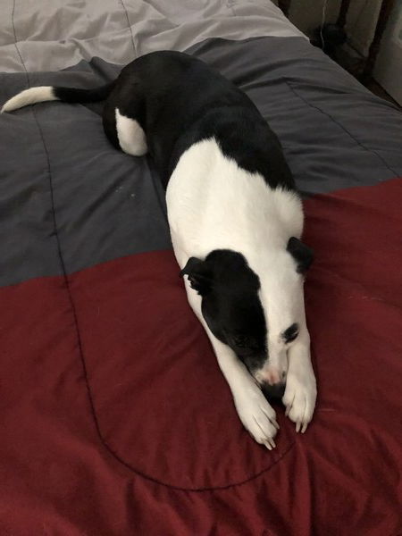 A small black and white dog lies on a gray and red quilt. Her back legs are tucked underneath her with her tail sticking out to the left. Her front half is stretched out straight, and she's laying her head down in between her two front paws with her chin on the quit. Her claws are long because we've had trouble getting to the groomer lately.