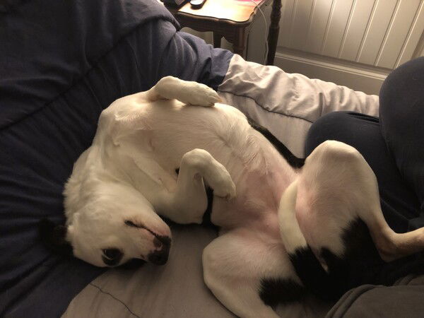 a small black and white dog lies on her back on a bed with her back legs bent at the knee and spread, her front legs tucked liked tyrannosaurus arms, and her neck and head curved to the left at an uncomfortable angle, like she’s trying to appear cute and desperately grab all the attention in the room