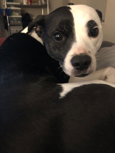 A small black and white dog lies on a bed and looks back over her shoulder at the camera with an expression of impatience, frustration, and expectation