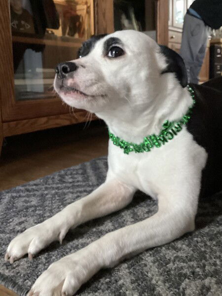 A small black and white dog lies on a rug on a wood floor, wearing a green necklace that reads Happy Saint Patrick’s Day. She’s looking up as if she’s pondering life