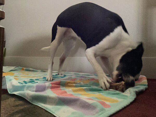 A small black and white dog stands on a pastel colored beach towel and attacks a bone she’s holding down with her front paw, head turned to the side and teeth bared
