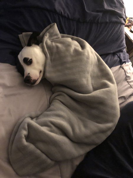 A small black and white dog is completely swaddled in a striped gray blanket, lying down in a curve like a shrimp or a crescent roll, with only her head sticking out and looking at the camera with scorn