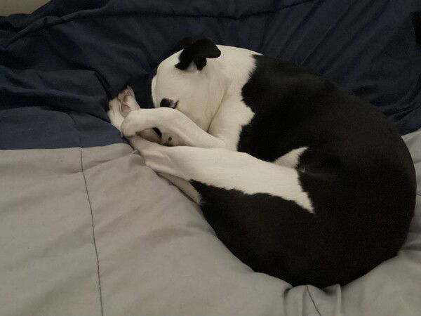 A small black and white dog lies on a gray and blue blanket with all four legs stretched up to her face and one paw covering her eyes