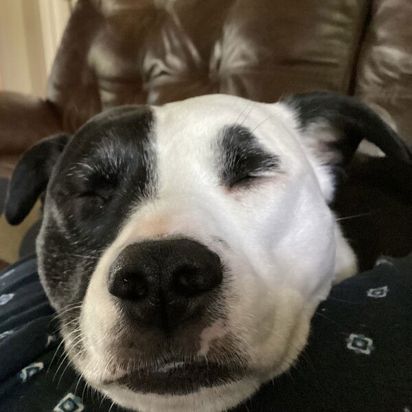 A close-up of the face of a small black and white dog who’s sleeping with her eyes squeezed shut, resting her head on a man’s leg with a brown leather couch in the background