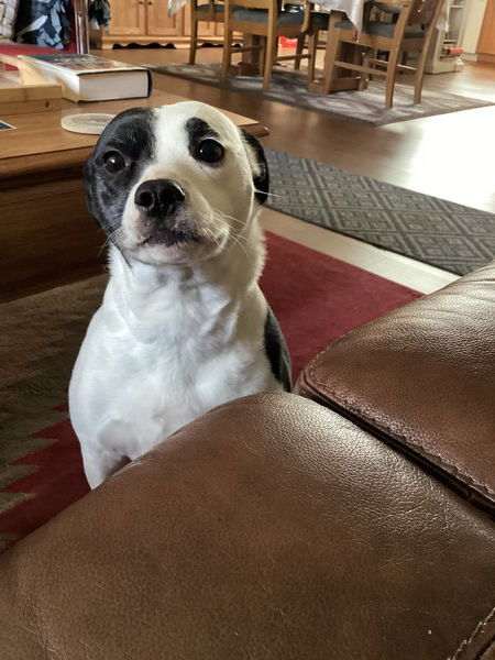 A small black and white dog stands between a wooden coffee table and a brown leather couch with her ears back and a pleading look on her face