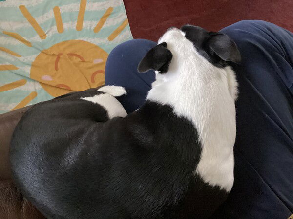 Looking down on a small black and white dog curled up and lying in a man’s lap, both on a brown leather couch with a burgundy rug and a light blue beach towel with a smiling yellow sun on the floor in the background