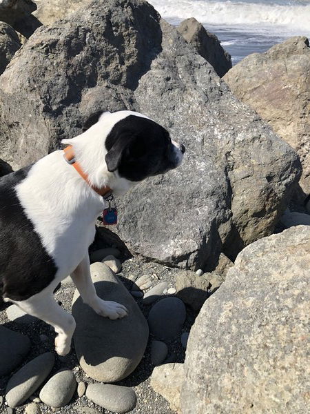 A small black and white dog stands on a rock, surrounded by boulders, looking ahead, standing still with her front right paw slightly lifted and curled back as if she stopped mid-step. At the top of the photo you can see what she’s looking at: white, foamy waves of salt water rolling from the Strait of Juan de Fuca onto the beach just ahead