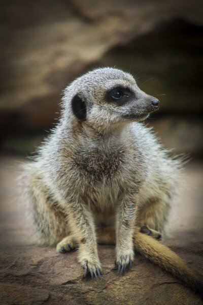meerkat