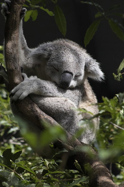 koala