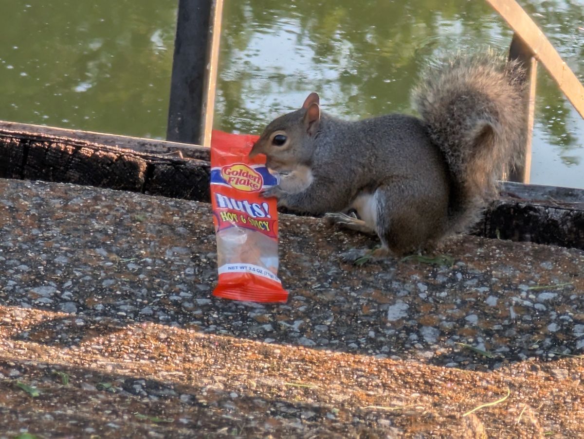 A small squirrel clutching a mostly-empty bag of hot & spicy nuts. 