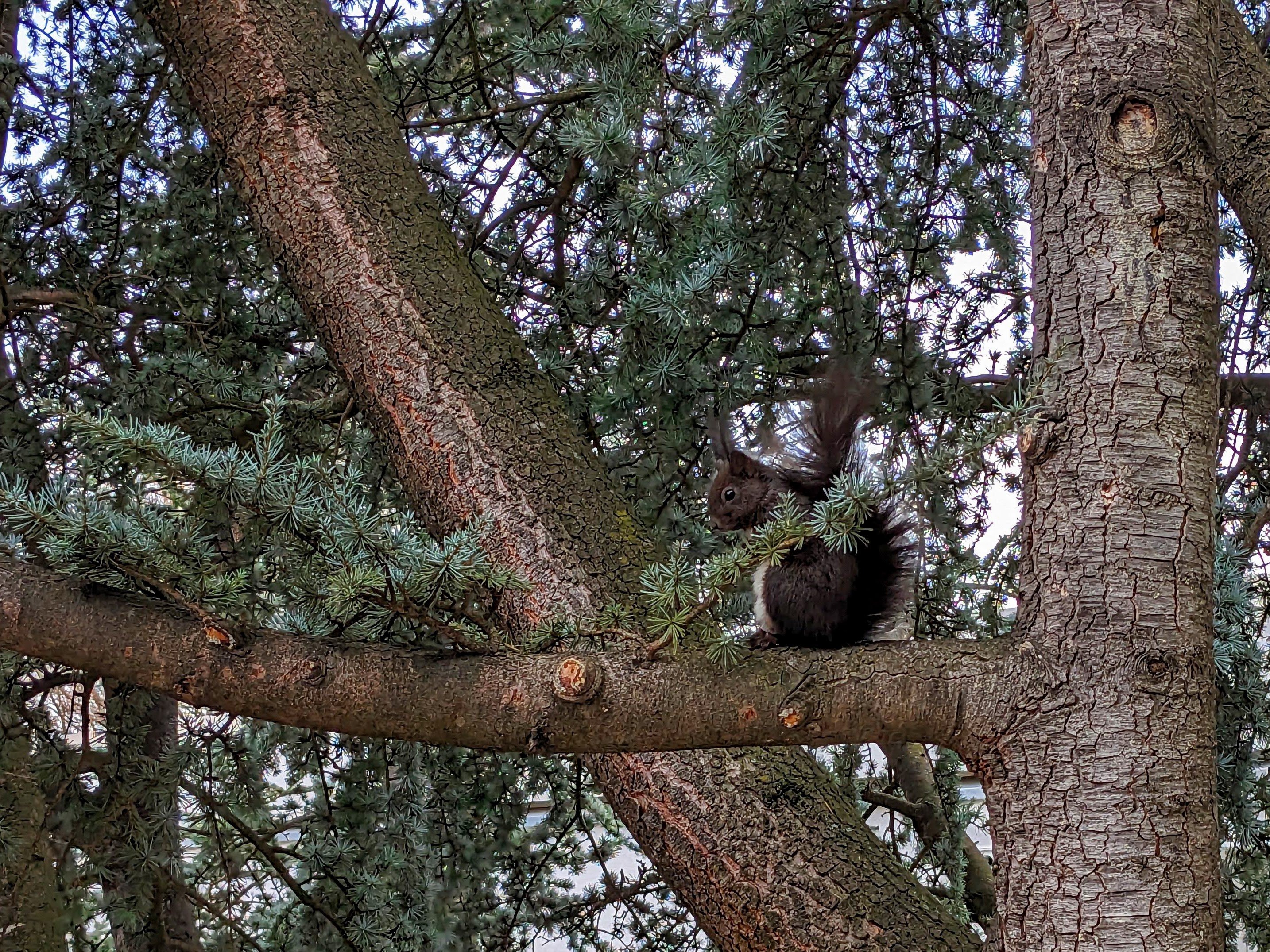 Dark brown squirrel sitting in a tree.    Little thief.